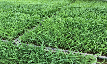 姨捨棚田も田植えの準備の真っ最中です！