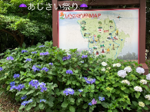 下妻☂あじさい祭り☂