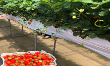 🍓イチゴ狩り行ってきました🍓