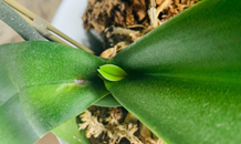 芽が出てきました🌱