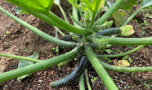 夏野菜ぐんぐん成長中！