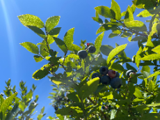 夏季休業のお知らせです！　A-SITE前沢