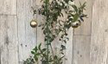 がんばるオリーブ　🌳