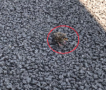 雛がご来店？？？