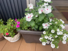 建物相談会のお知らせ！