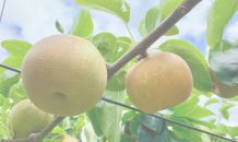 農業改善事業の取り組み