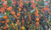 春日部店に幸運を引き寄せる植物が仲間入り！