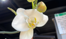 「カクイチ」癒し空間 、みごとな胡蝶蘭の再開花