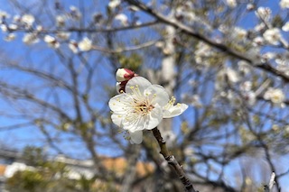 もう・・春かな🌸