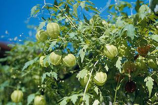 「ふうせんかずら」植えました☘️
