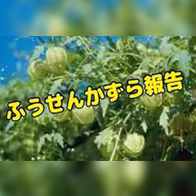 ふうせんかずら報告☘️ no.3