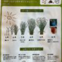 ～バケツ稲栽培中vol.1～