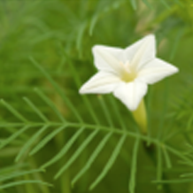 花が咲きました🌺