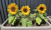 夏の建物相談会＆太陽光説明会のご案内！☀