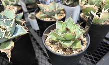 第３回鉢もん植人市ありがとうございました！