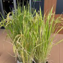 バケツ稲🌾🌾🌾