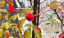 シボルツリーに実る秋🍂