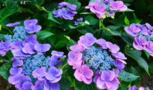 定休日のお知らせ