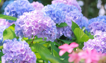 梅雨の中休み、、、暑いですね〜