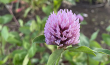 定休日のお知らせ