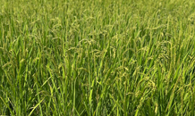 定休日のお知らせ