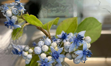 定休日のお知らせ