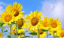 🍉夏季休暇のお知らせ🍧