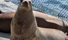 夏の後半戦へ！A-Site志津、今日から全開営業☀️