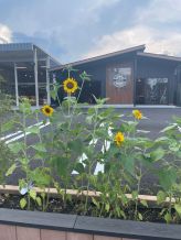 本日より通常営業です🌻