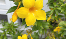 🌸 定休日のお知らせ 🌸