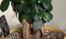 🌿定休日のお知らせ🌿