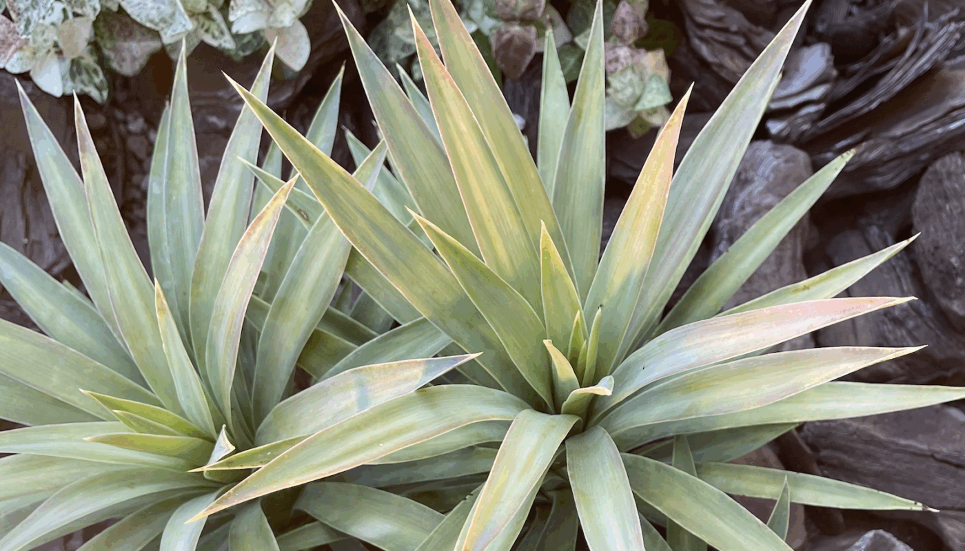 🌾定休日のお知らせ🌾
