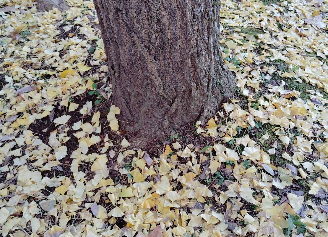 カクイチA-SITE志津「建物相談会」開催のお知らせ