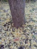 カクイチA-SITE志津「建物相談会」開催のお知らせ