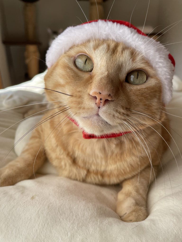 サンタの帽子をかぶった茶太郎くん(茶トラの猫)