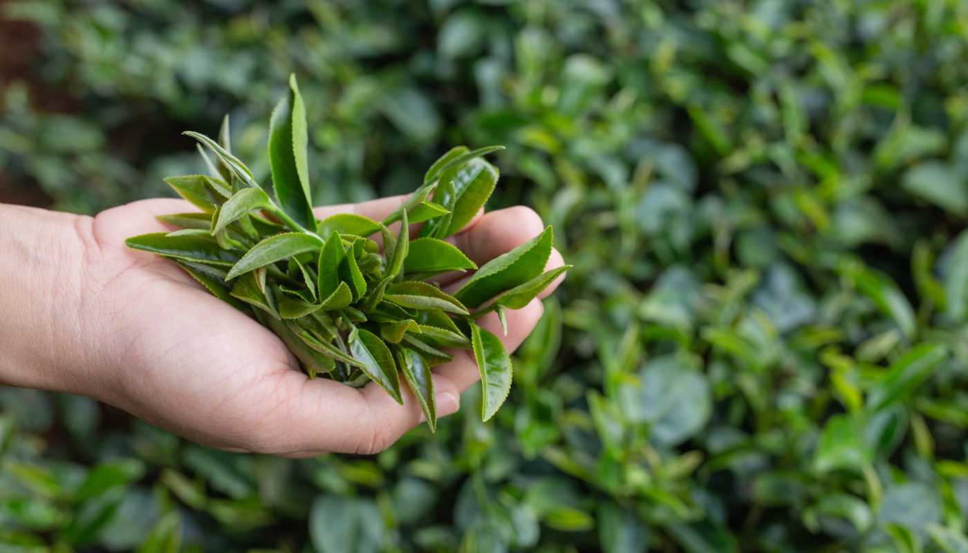 お茶農家様へ｜農機具倉庫・出荷作業場はカクイチにお任せください