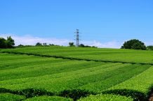抹茶ブームが追い風に｜お茶どころ静岡の現状とお茶農家様向け倉庫のご紹介