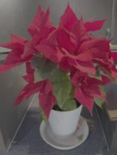 📢 臨時休業・定休日のお知らせ 📢