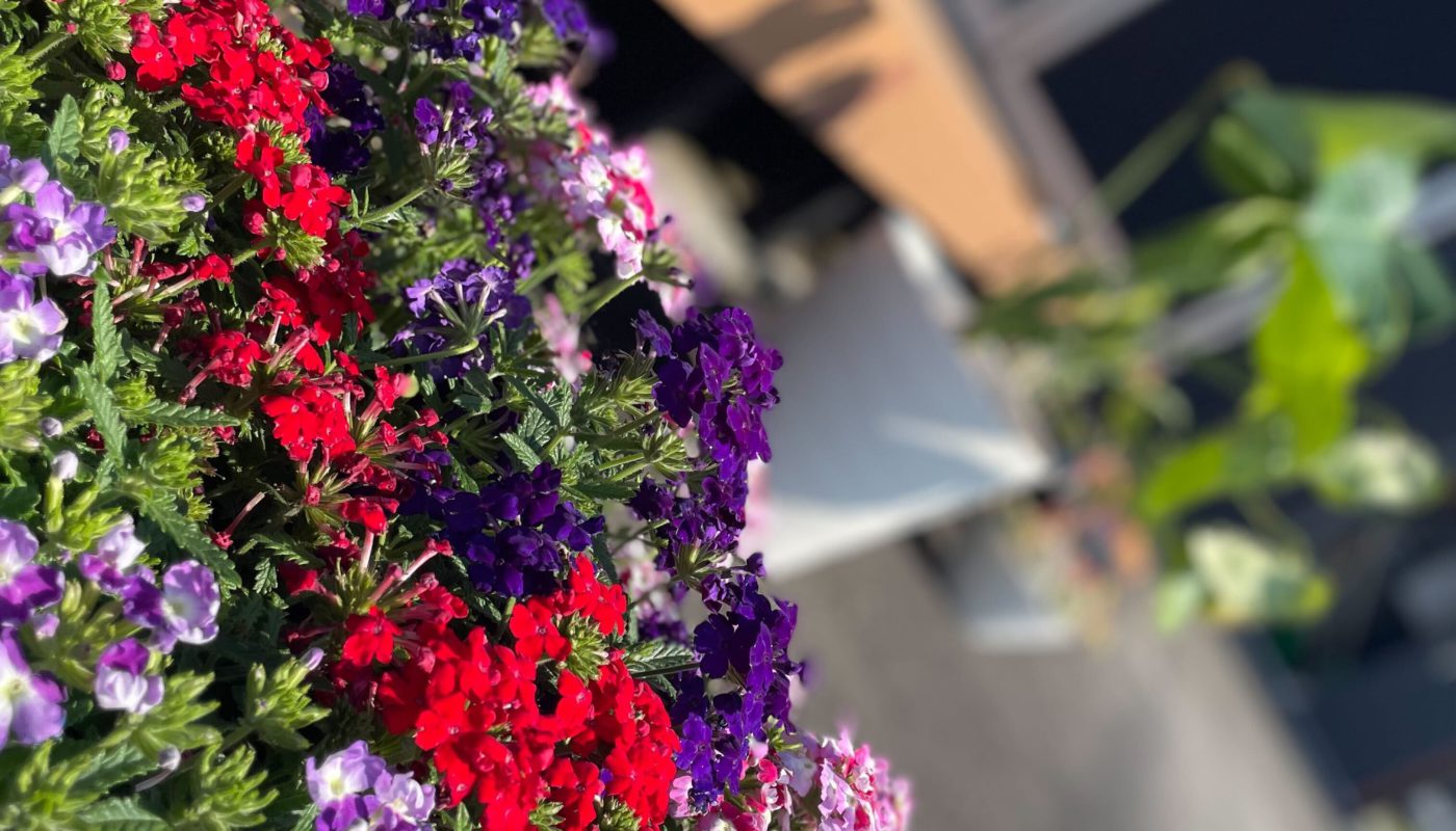 【とある日のA-SITE】笑顔広がる♪店舗周りに綺麗なお花を植えました！