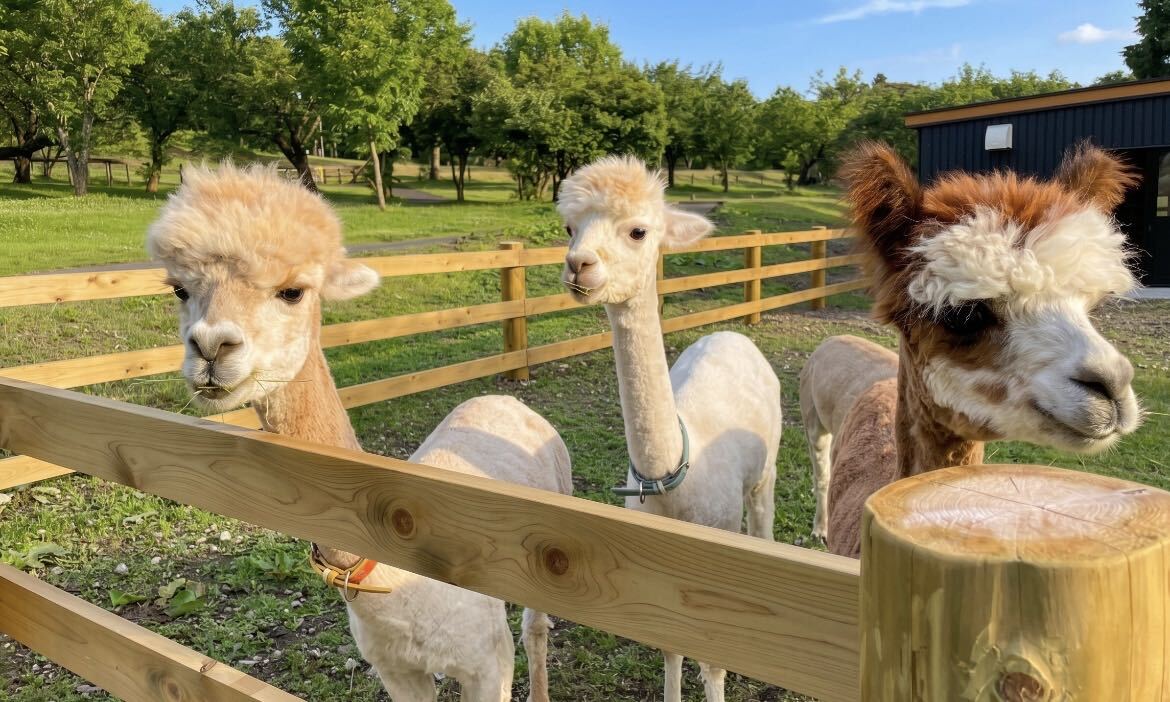 【施工例】倉庫だけじゃない！カクイチが叶える可愛いアルパカ小屋の秘密🦙🪵