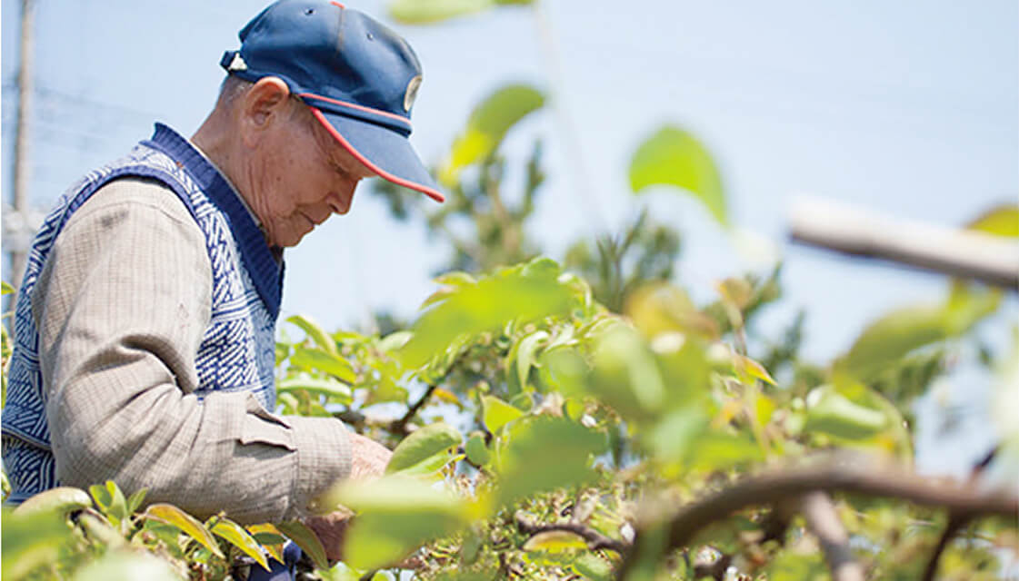 梨を美味しく育てるためには、太陽の光が不可欠です。太陽の恵みを大切にするわっとわっとプロジェクトに、心から共感しています。
